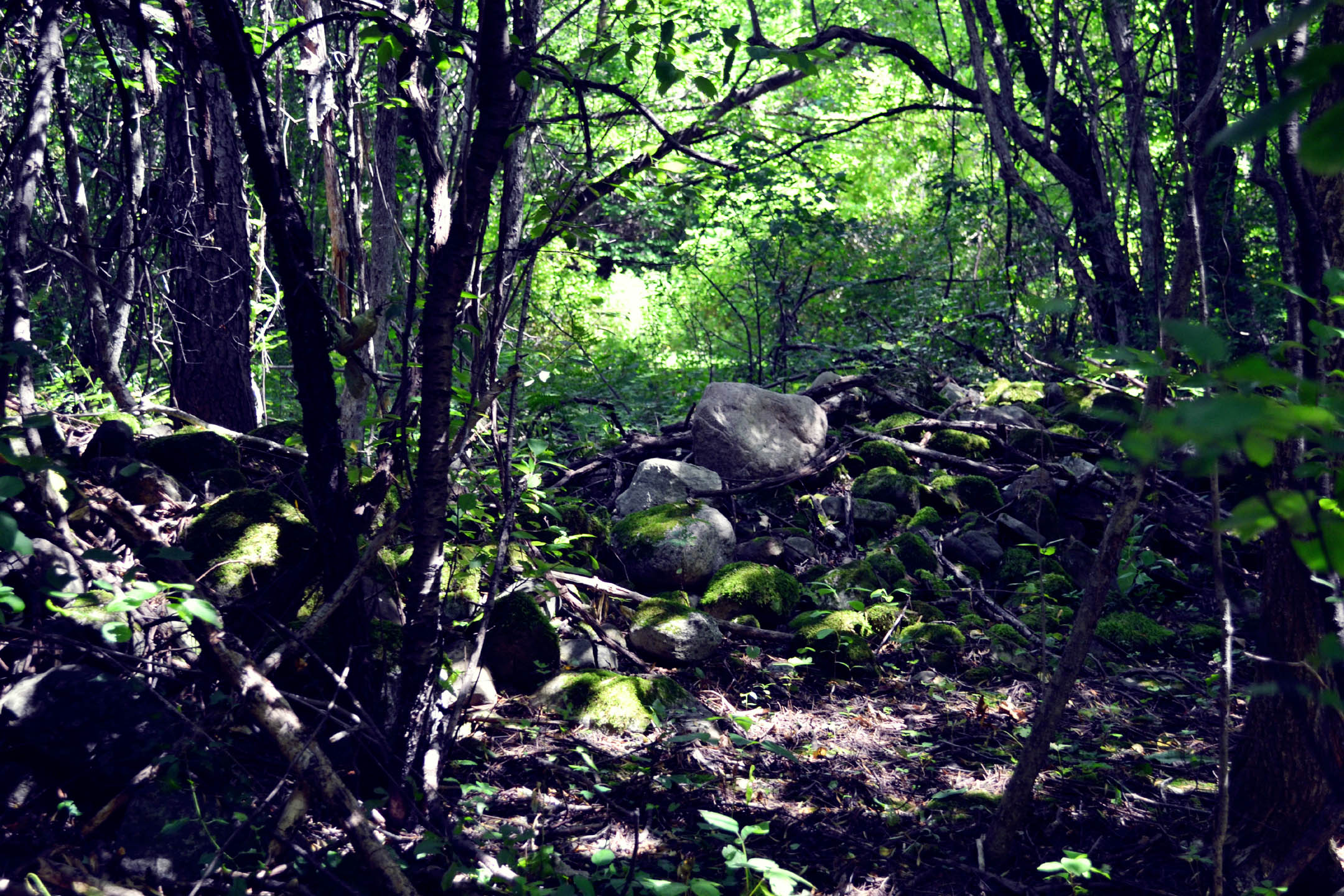 woods